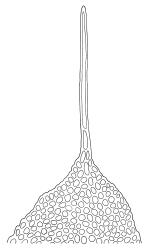 Hymenodon pilifer, leaf apex. Drawn from K.W. Allison 157, CHR 454561.
 Image: R.C. Wagstaff © Landcare Research 2021 CC BY 4.0